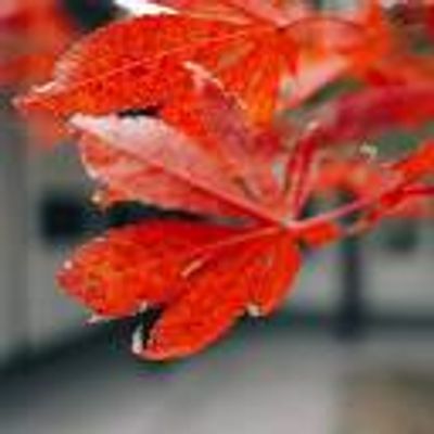 丸美小沐写作 logo